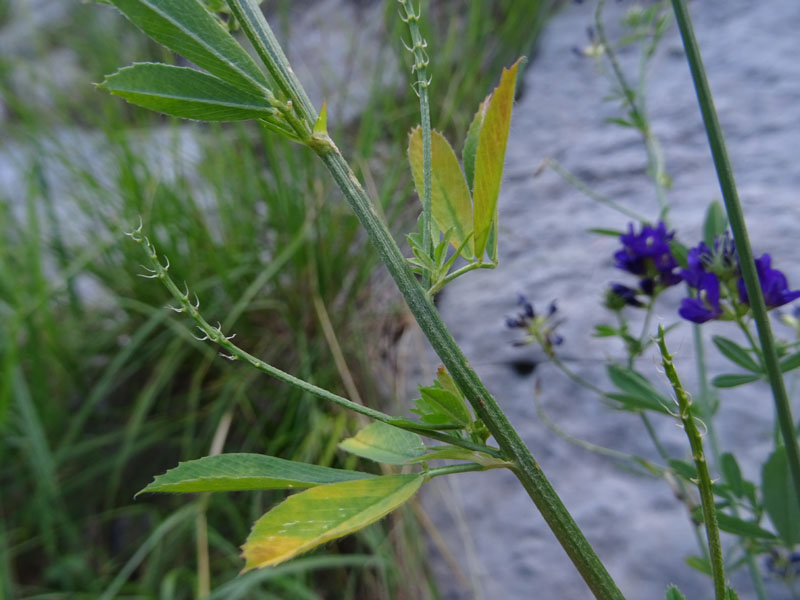 Medicago sativa - Fabaceae